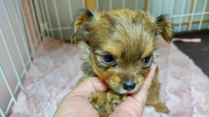 ヨーチー(ヨークシャーテリア×チワワ) / 男の子