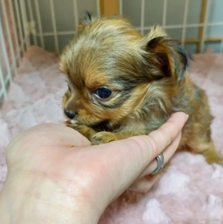 ヨーチー(ヨークシャーテリア×チワワ) / 男の子