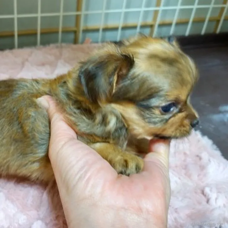 ヨーチー(ヨークシャーテリア×チワワ) / 男の子