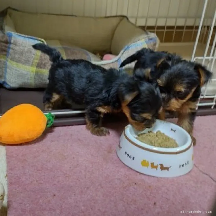 ヨークシャーテリア / 男の子