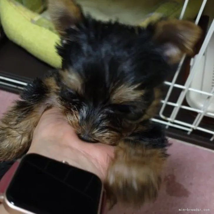 ヨークシャーテリア / 男の子