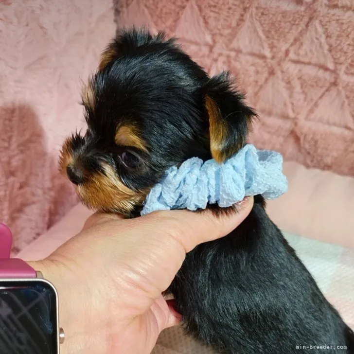 ヨークシャーテリア / 男の子