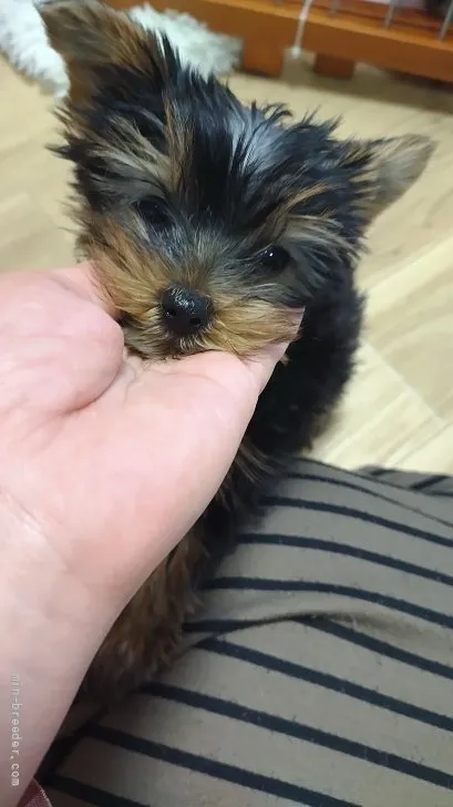 ヨークシャーテリア / 女の子