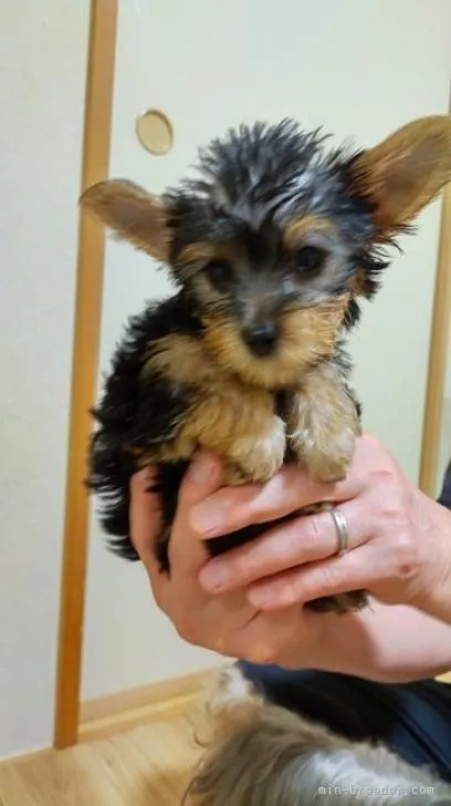 ヨークシャーテリア / 男の子