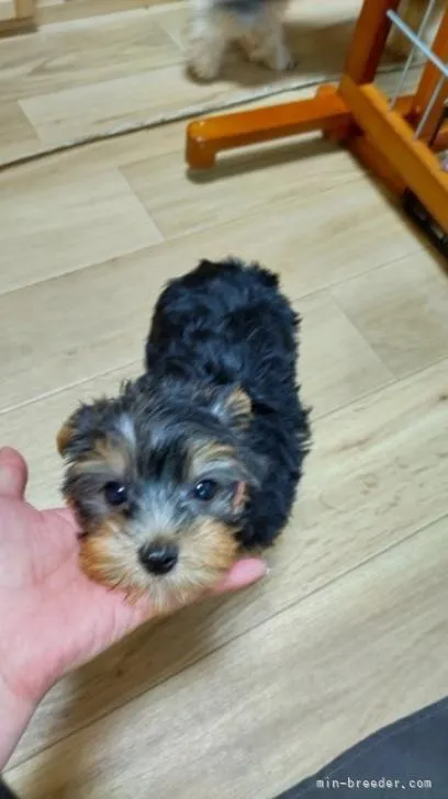 ヨークシャーテリア / 男の子