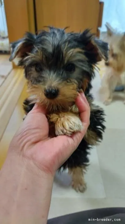 ヨークシャーテリア / 男の子