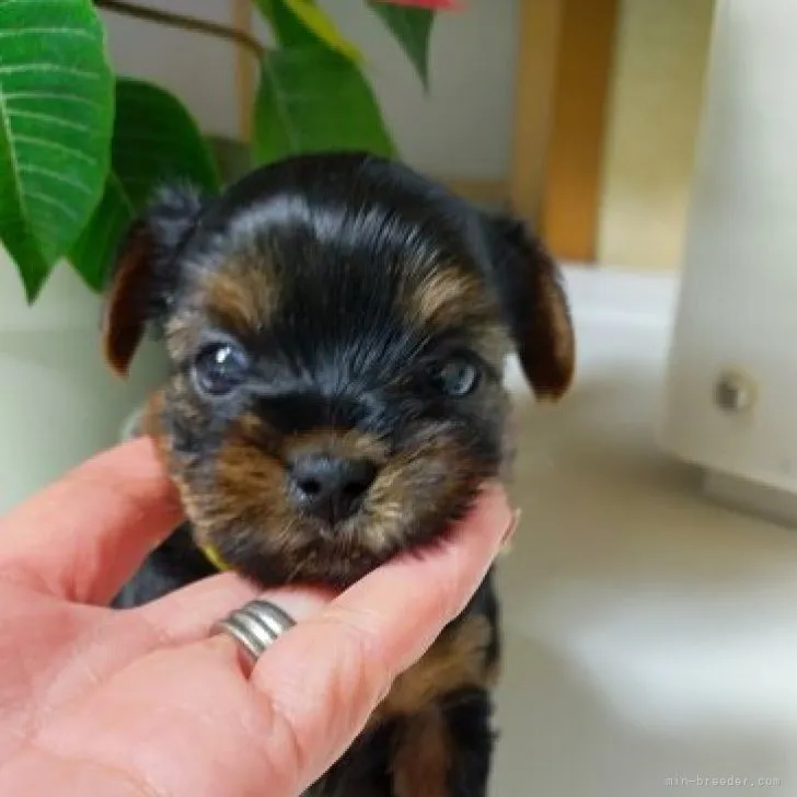 ヨークシャーテリア / 女の子