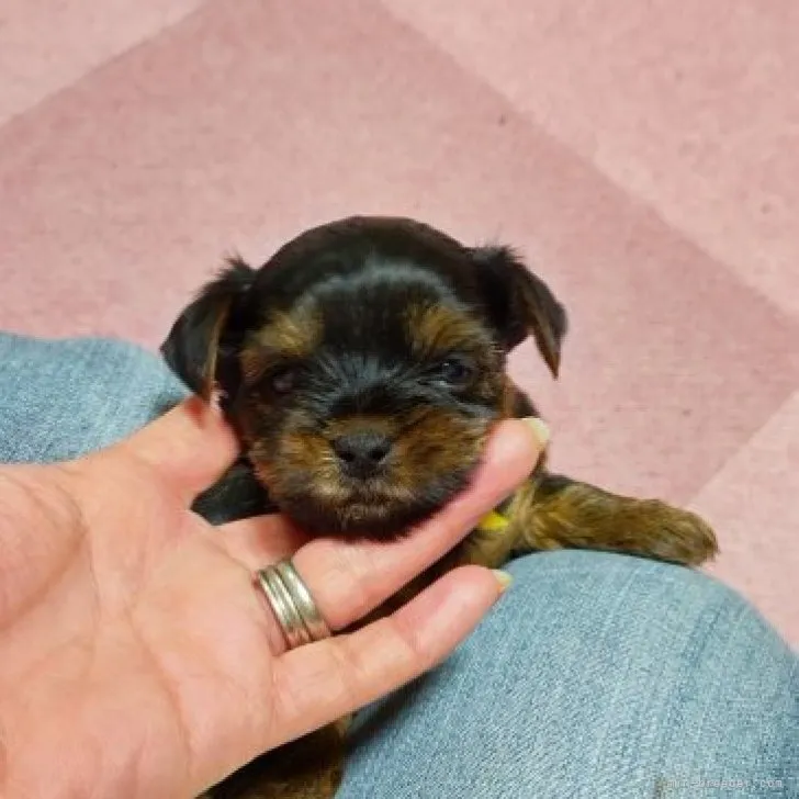 ヨークシャーテリア / 女の子