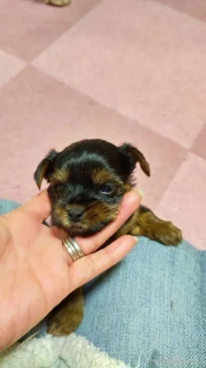 ヨークシャーテリア / 女の子