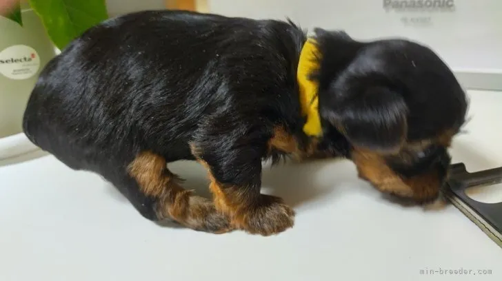 ヨークシャーテリア / 女の子