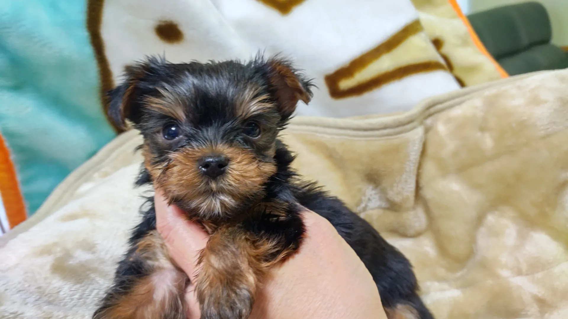 素敵なご家族が決まりました