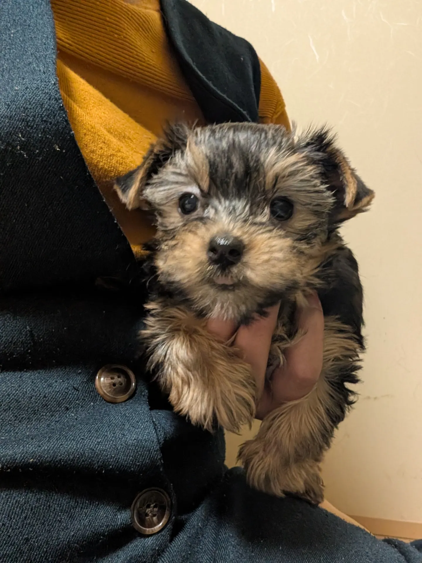 素敵なご家族が決まりました