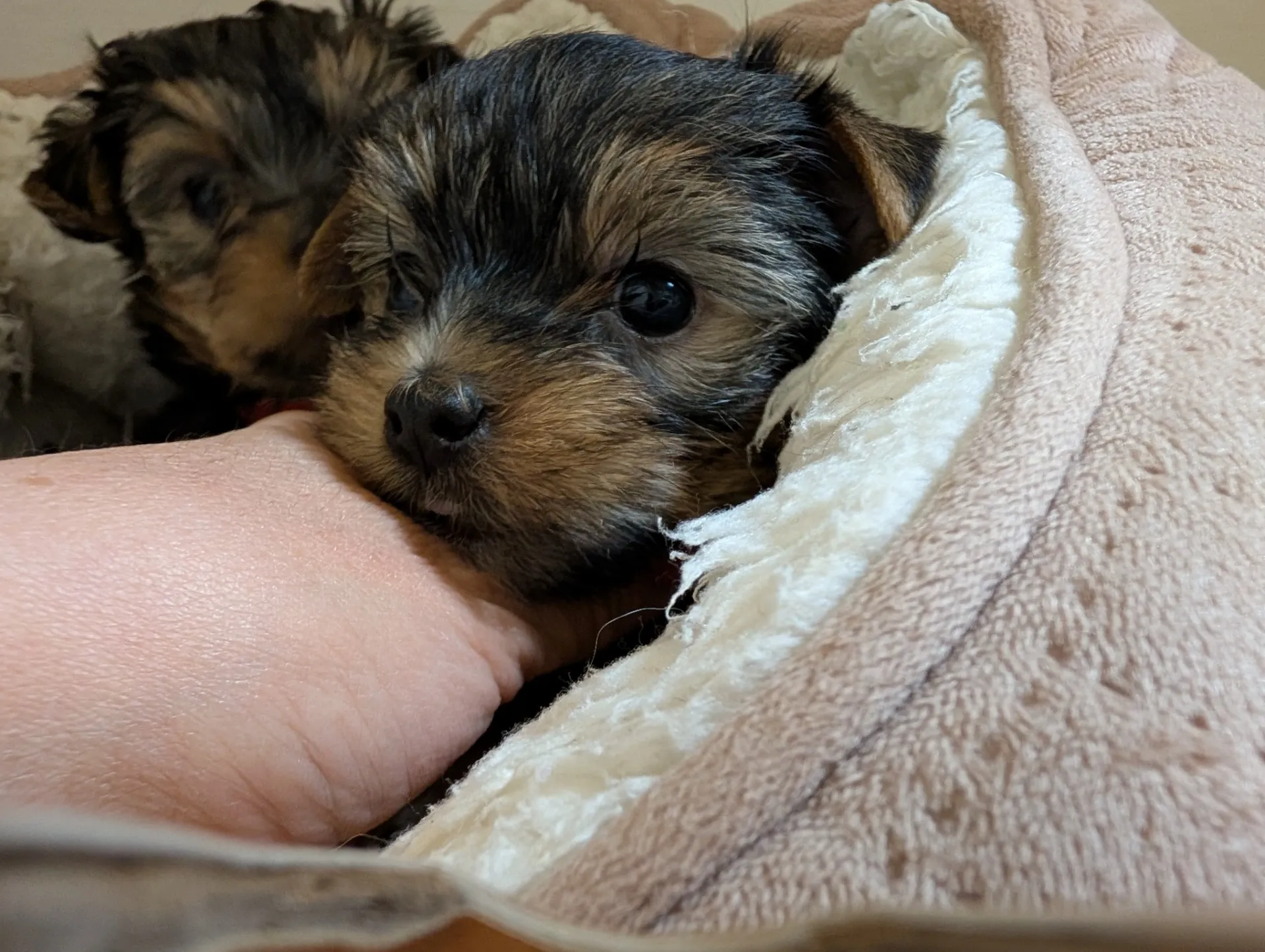 素敵なご家族が決まりました