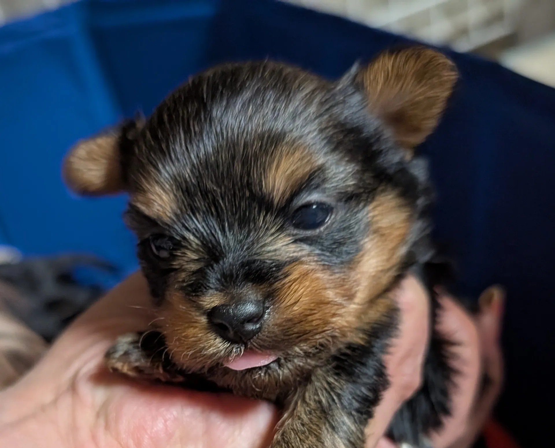 素敵なご家族が決まりました