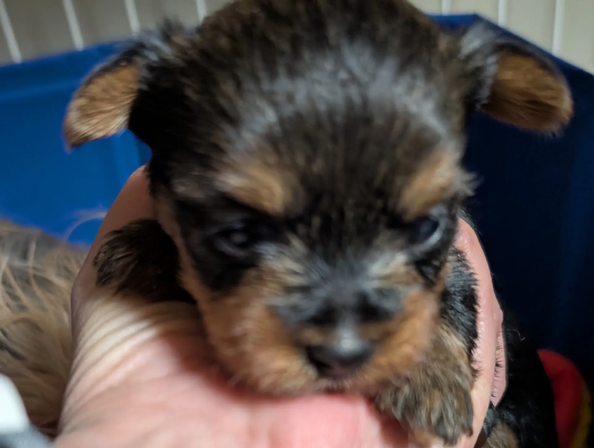 素敵なご家族が決まりました