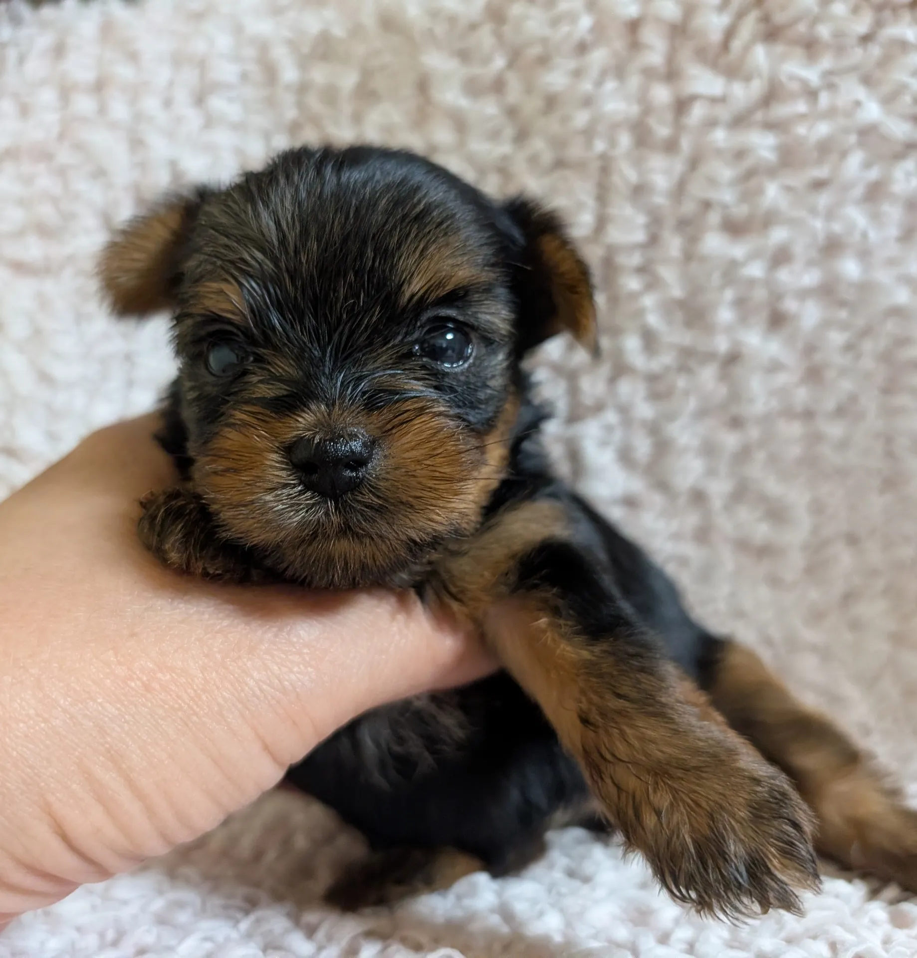 素敵なご家族が決まりました