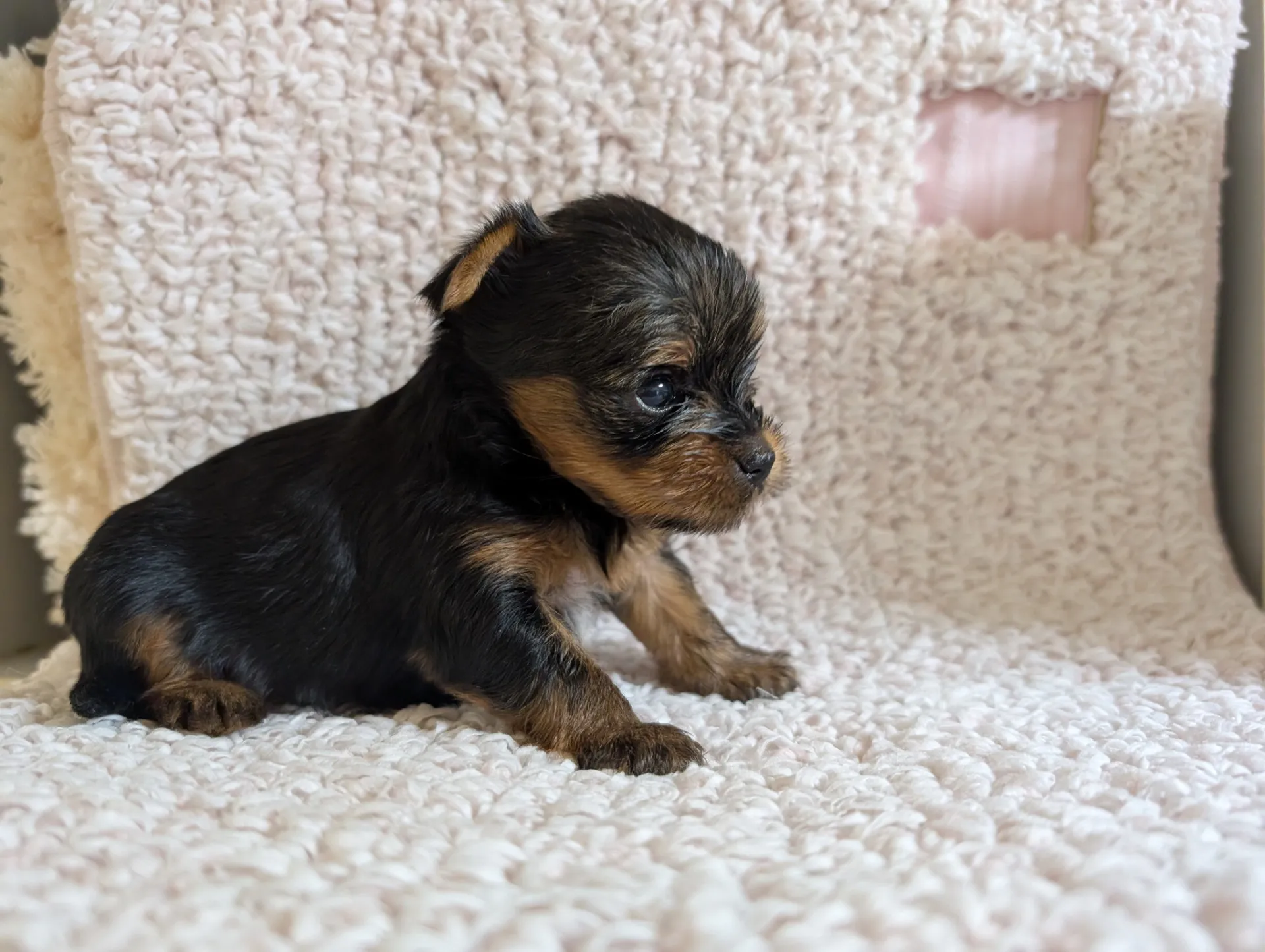 素敵なご家族が決まりました