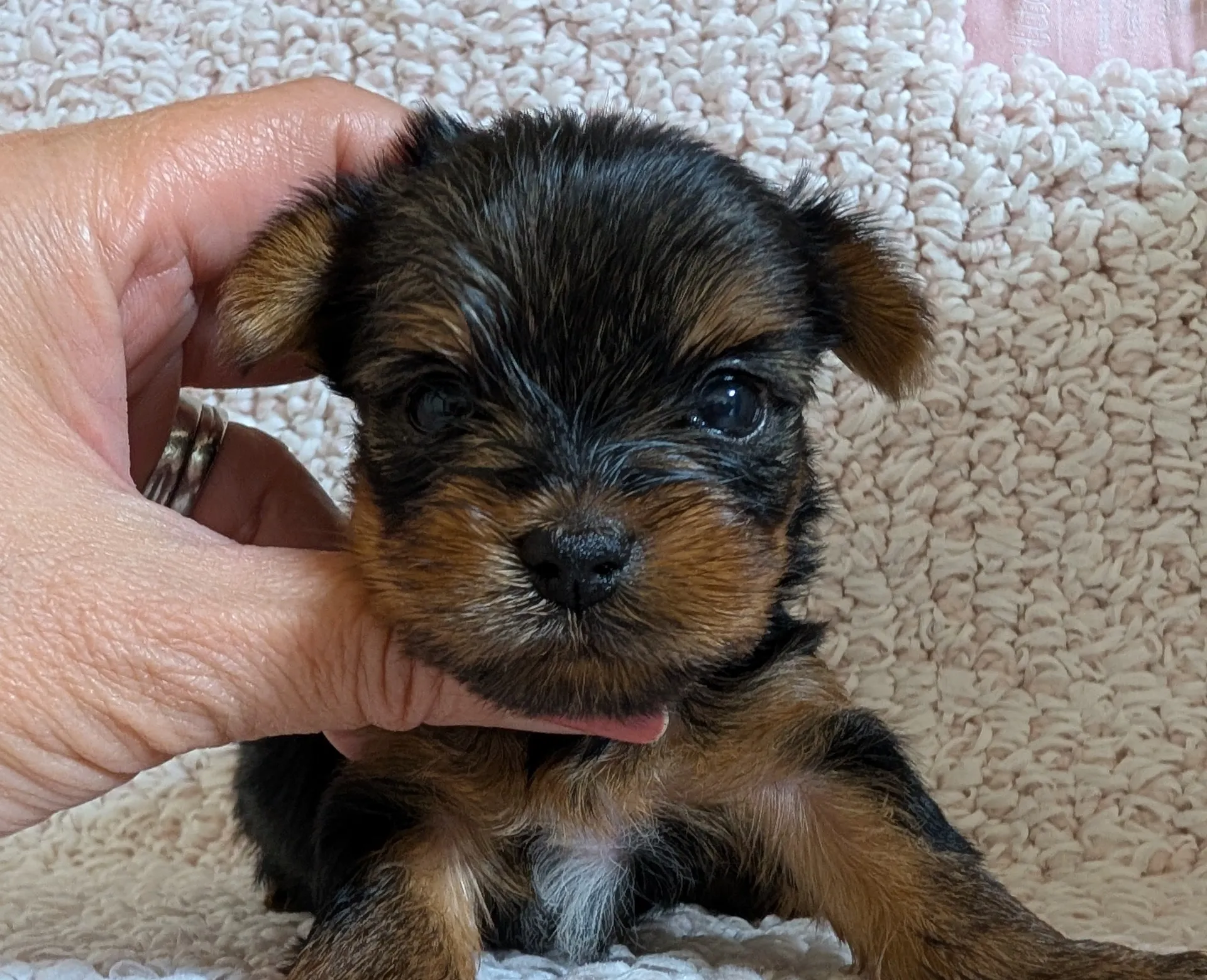 素敵なご家族が決まりました