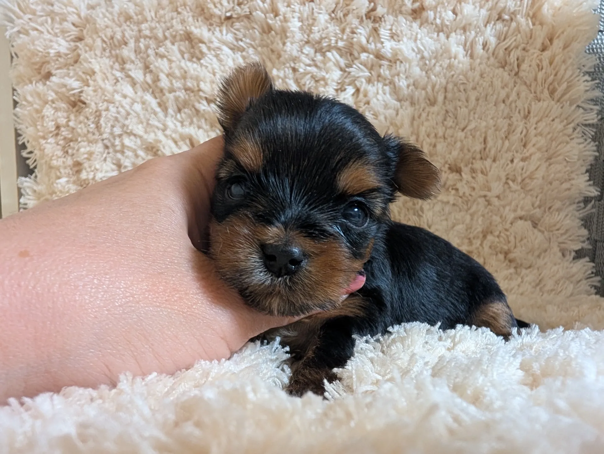 素敵なご家族が決まりました