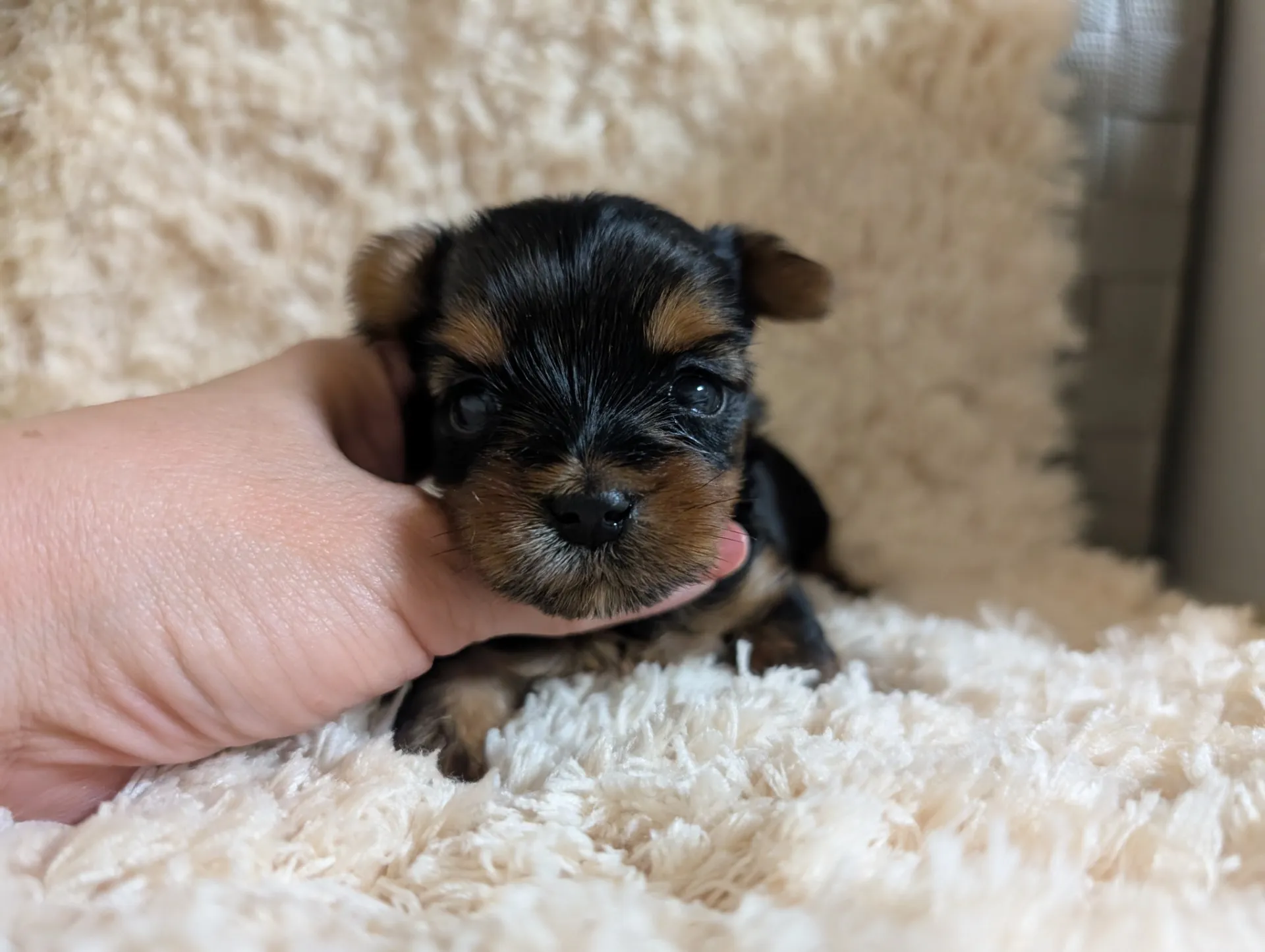 素敵なご家族が決まりました