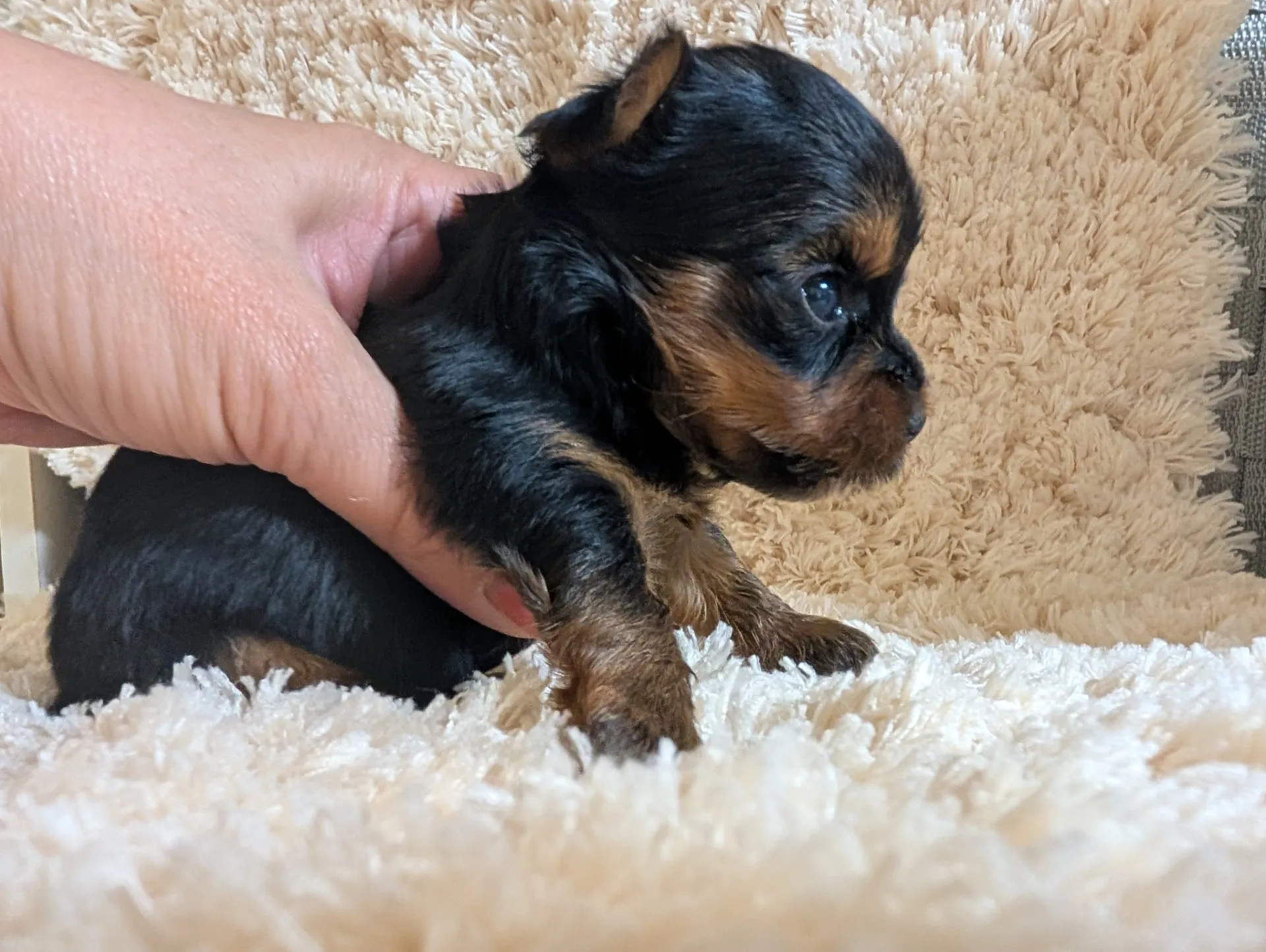 素敵なご家族が決まりました