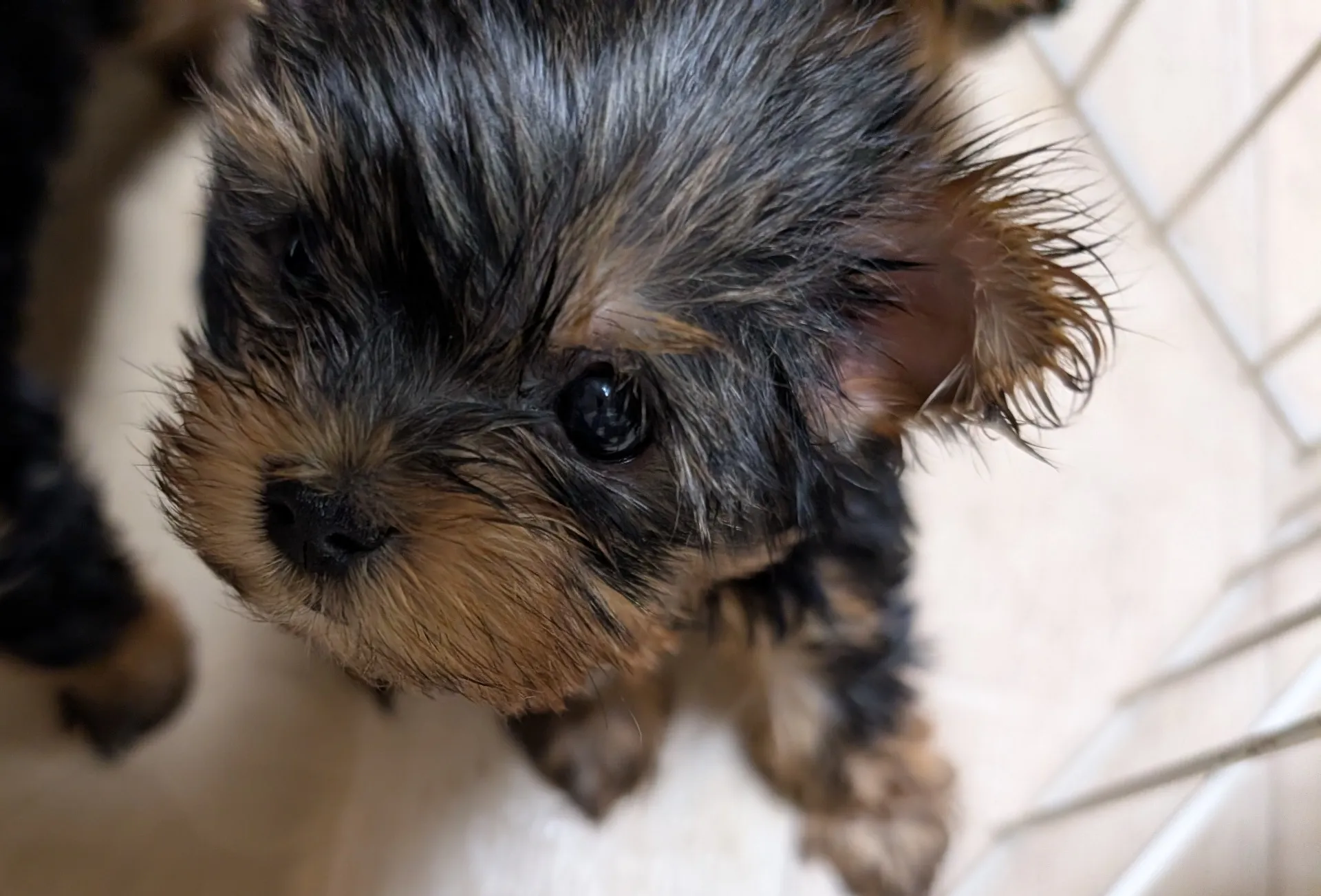 素敵なご家族が決まりました