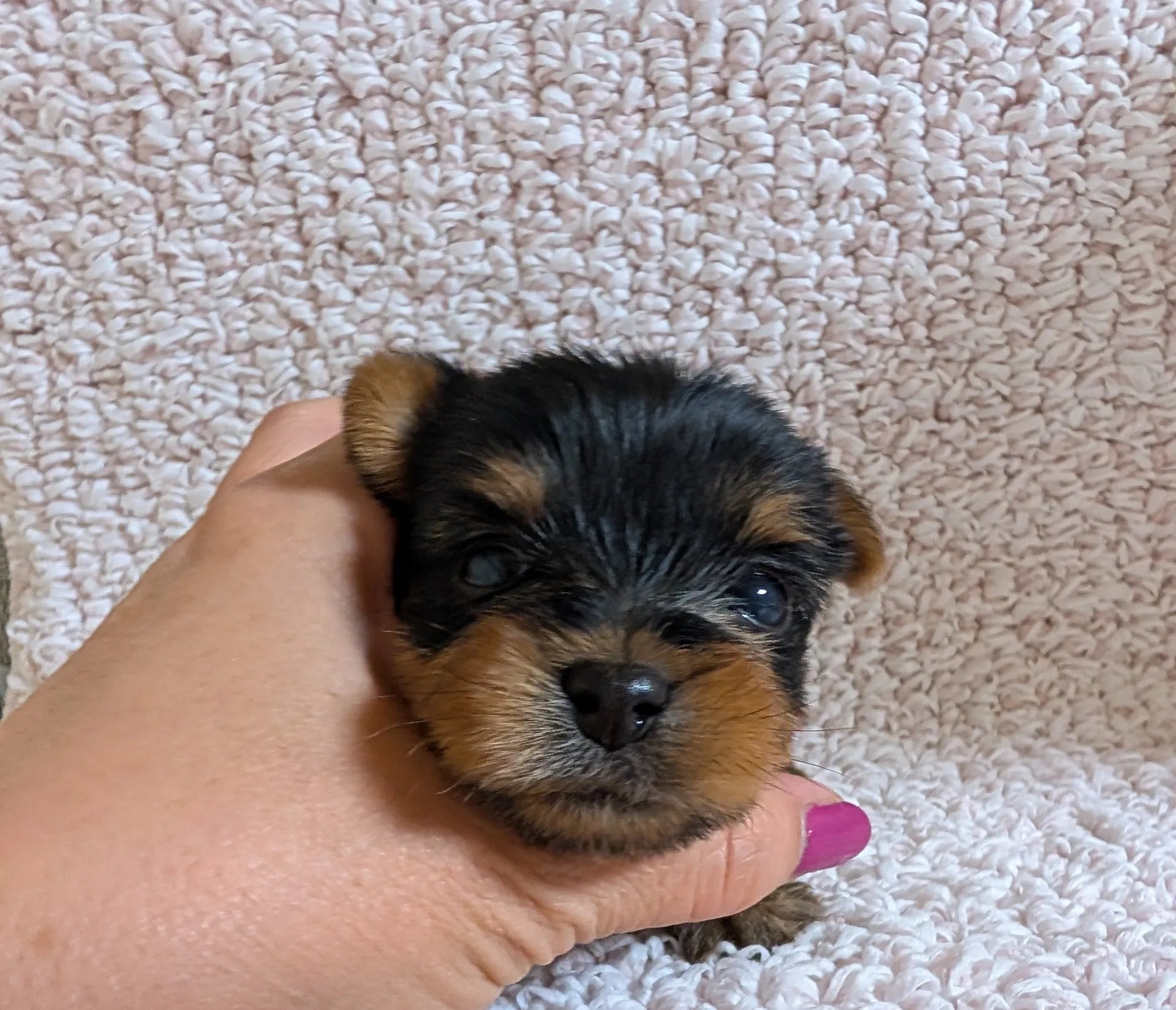 素敵なご家族が決まりました