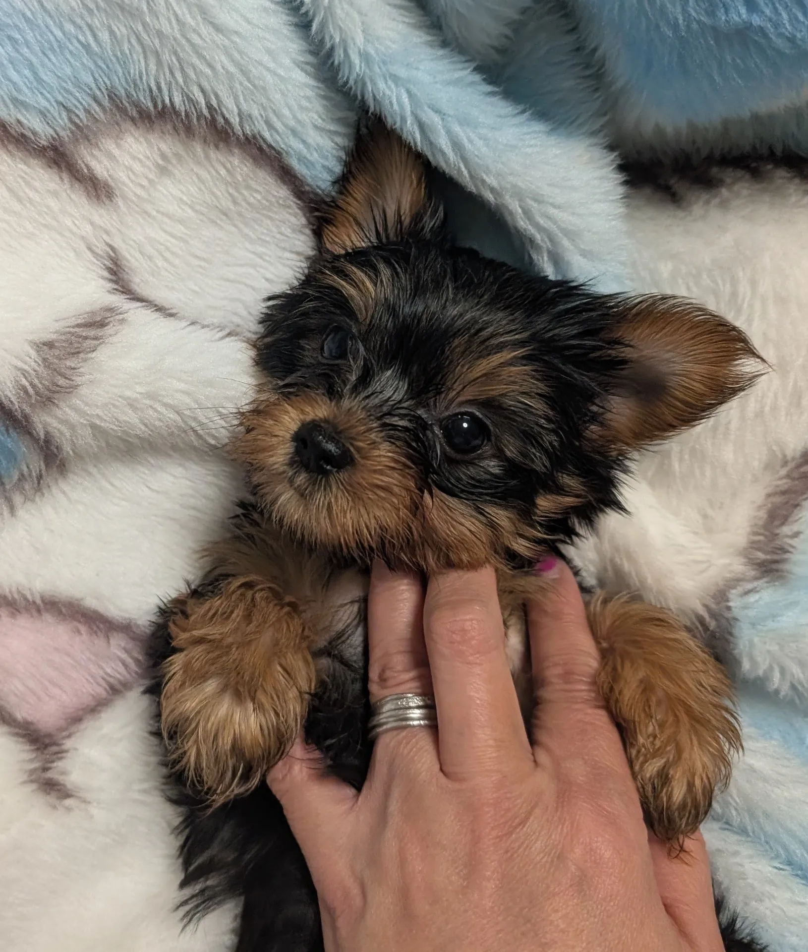 素敵なご家族が決まりました