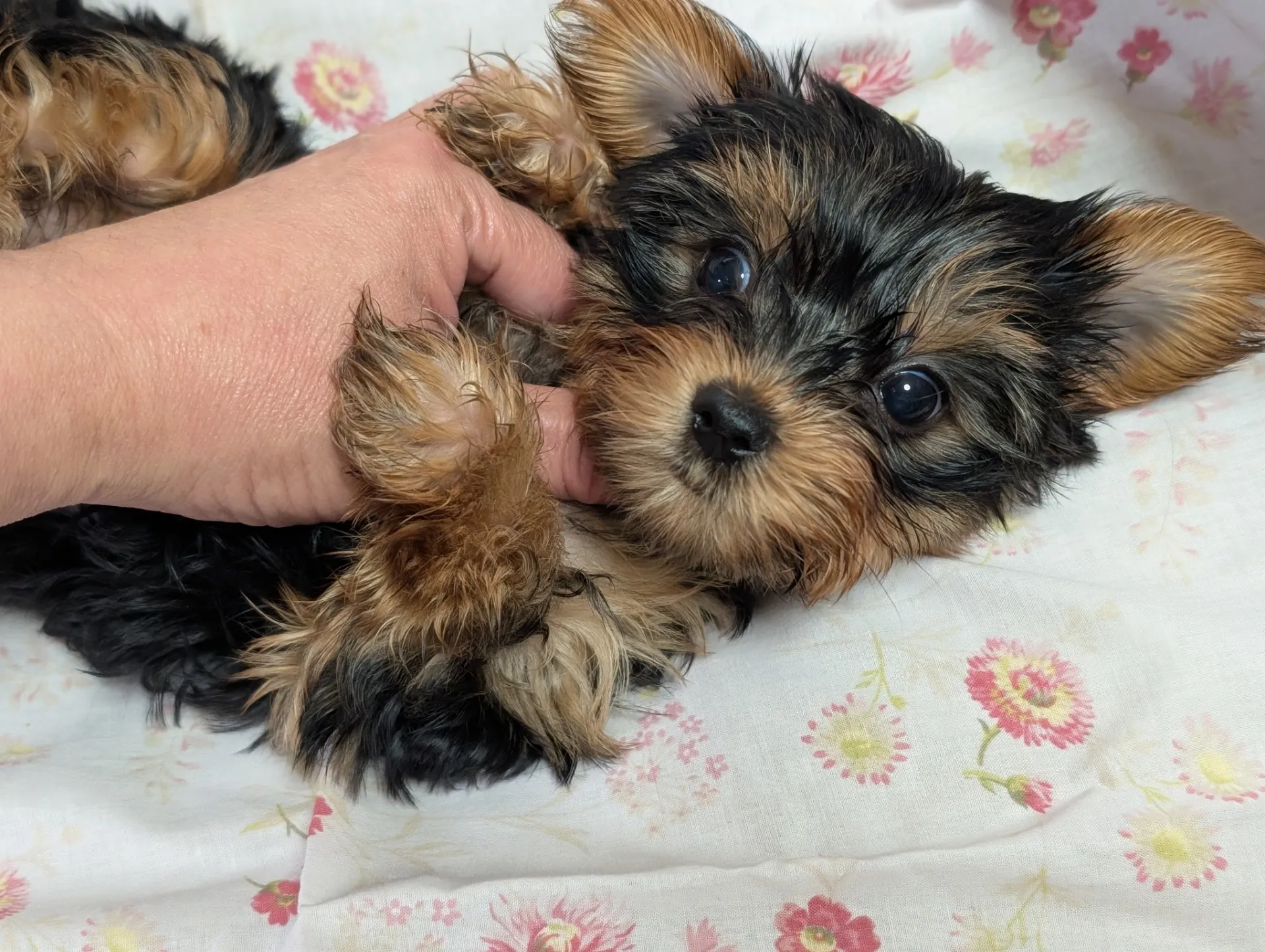 素敵なご家族が決まりました