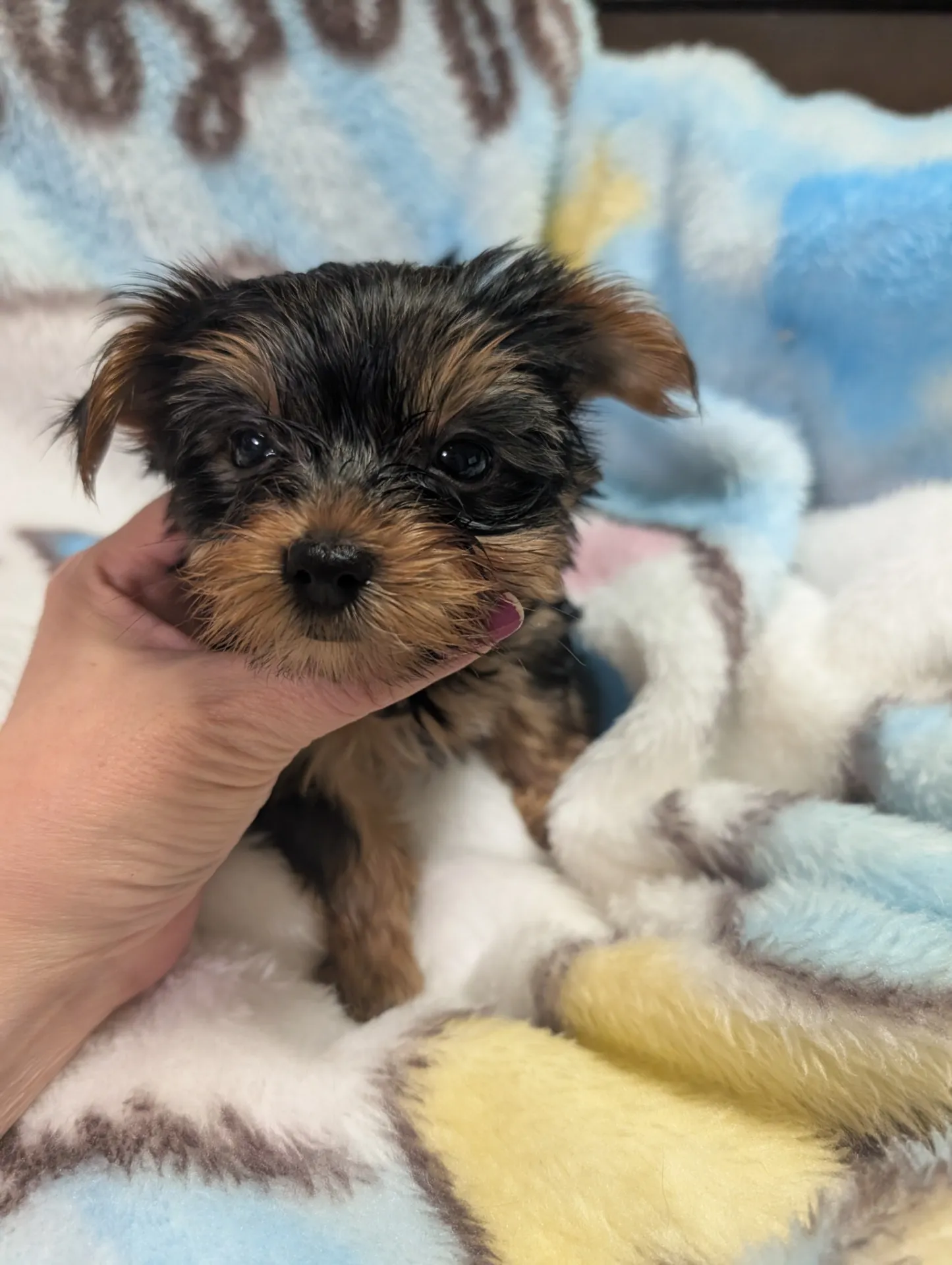 素敵なご家族が決まりました