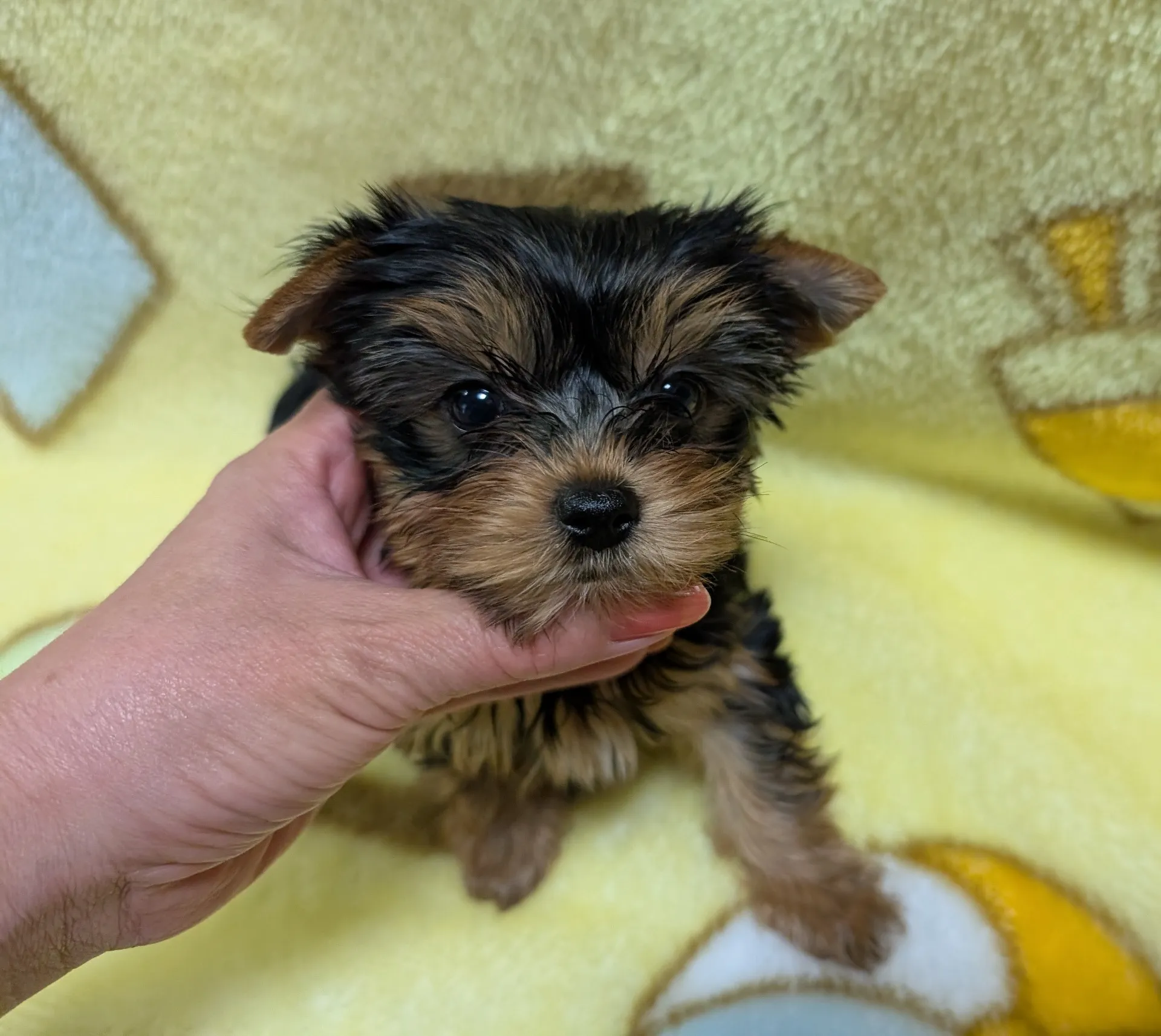 素敵なご家族が決まりました