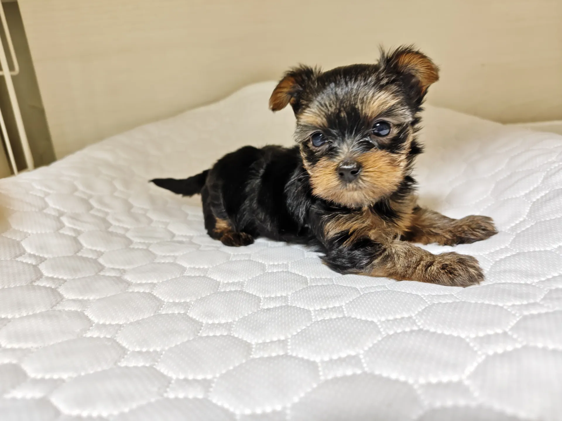 素敵なご家族が決まりました