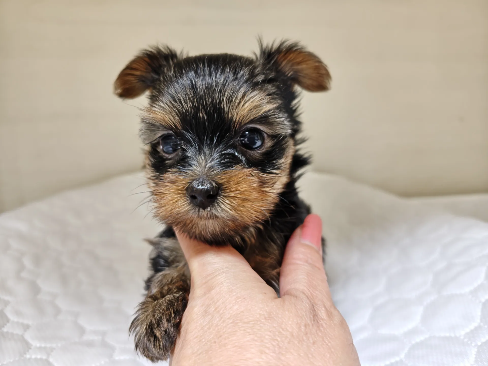 素敵なご家族が決まりました