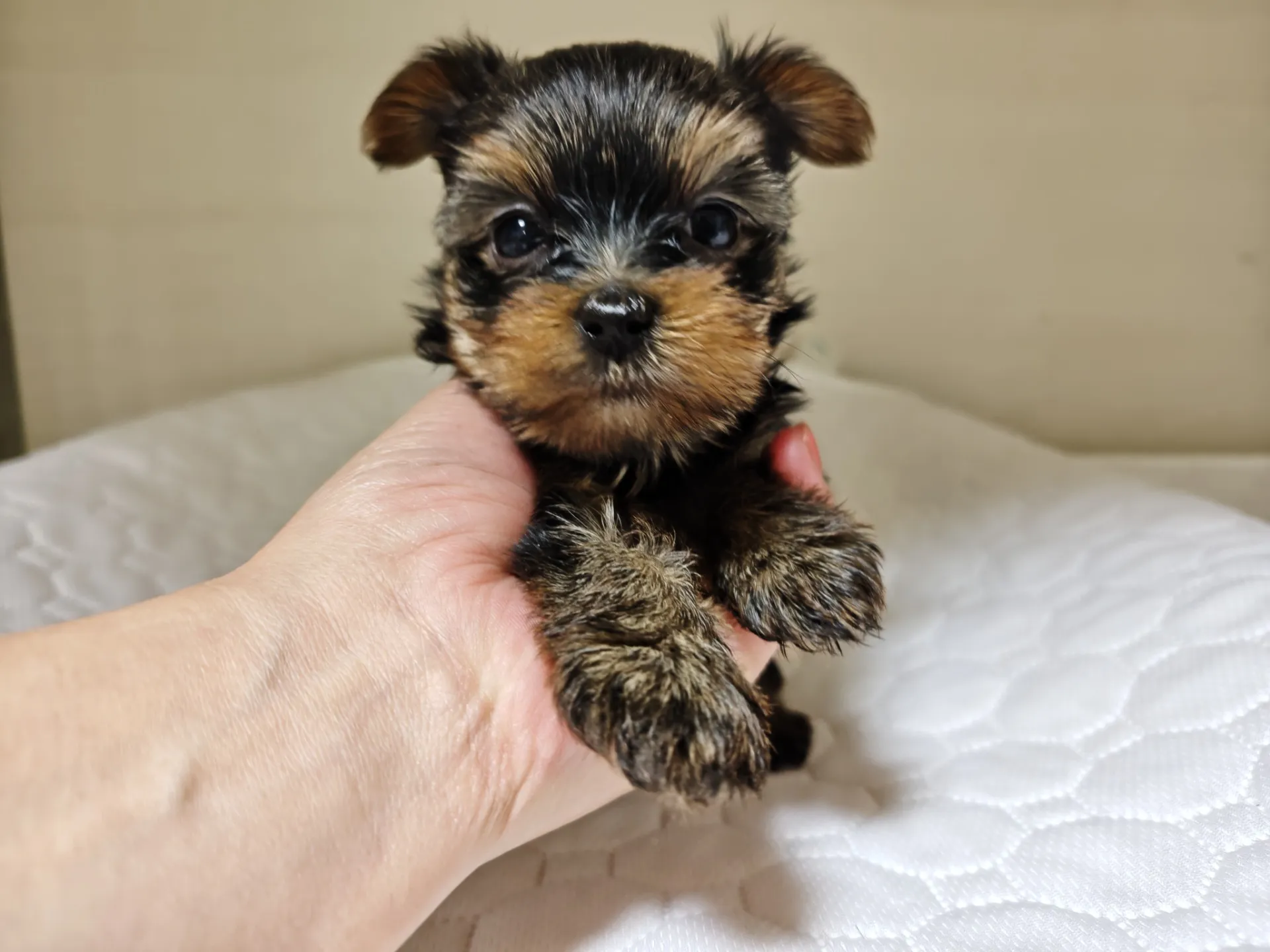 素敵なご家族が決まりました