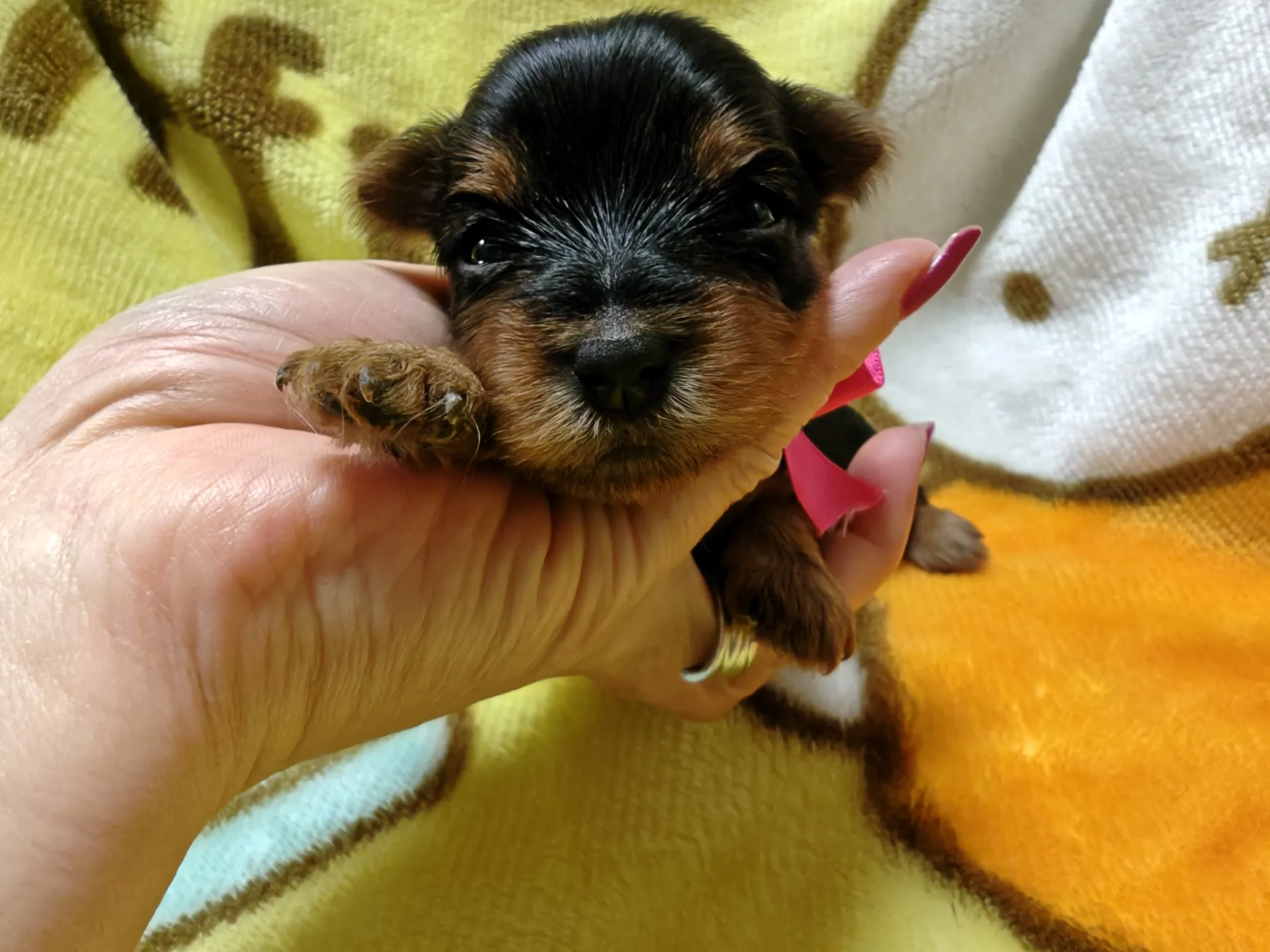 素敵なご家族が決まりました