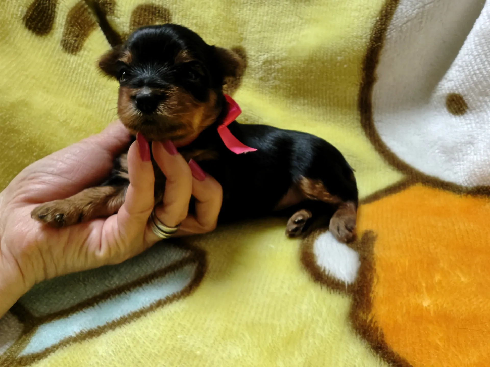 素敵なご家族が決まりました