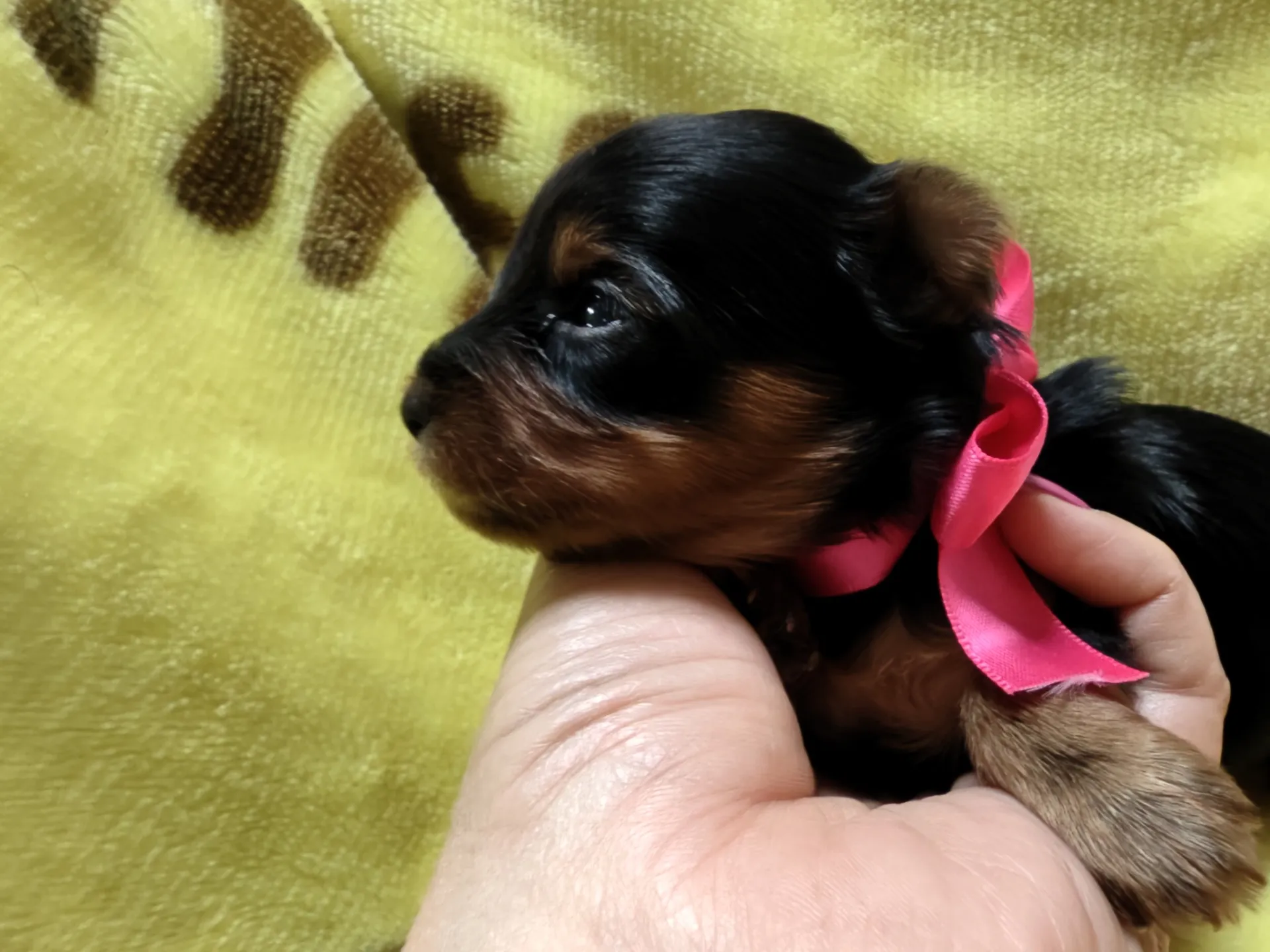 素敵なご家族が決まりました