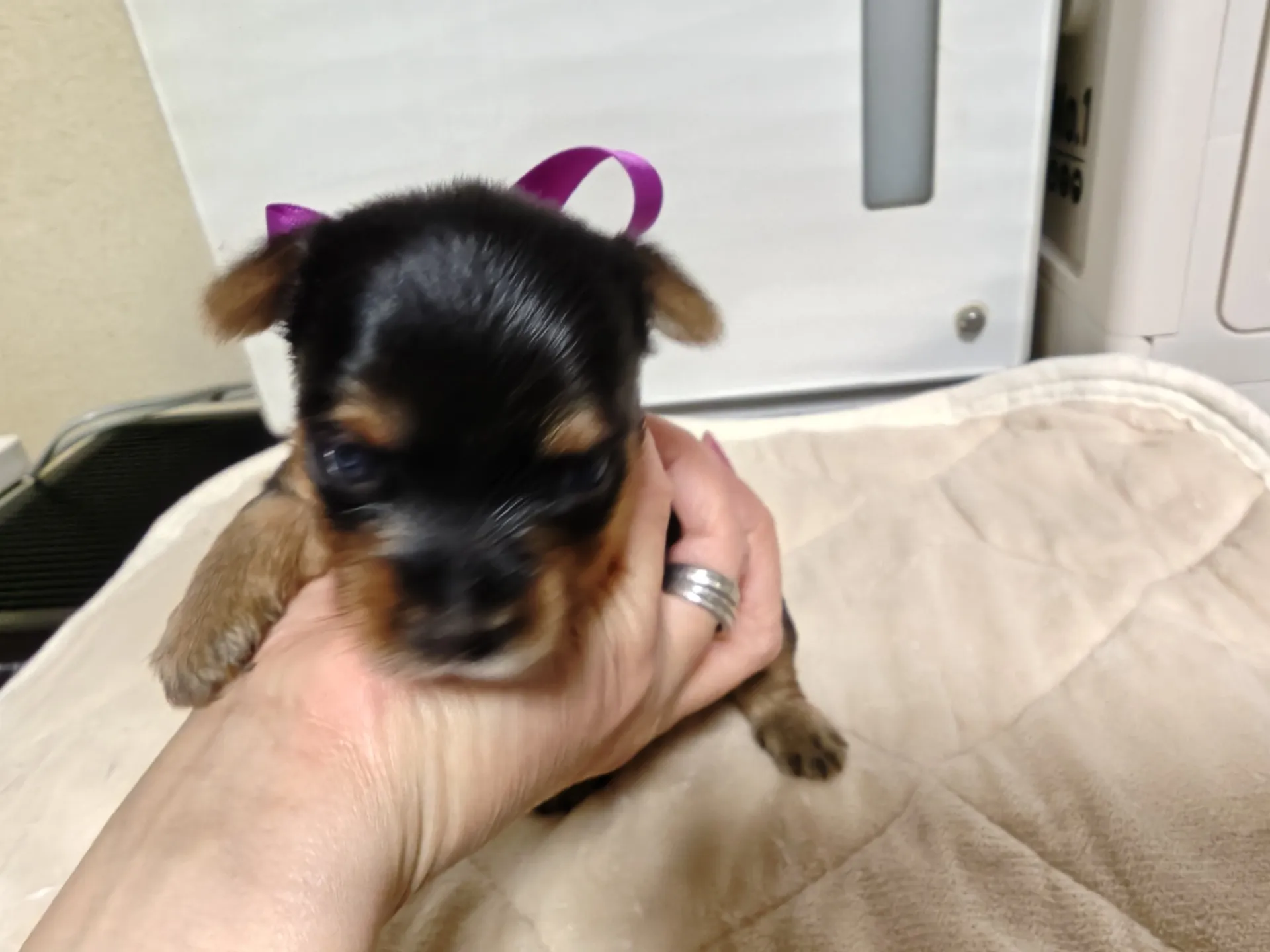 素敵なご家族が決まりました