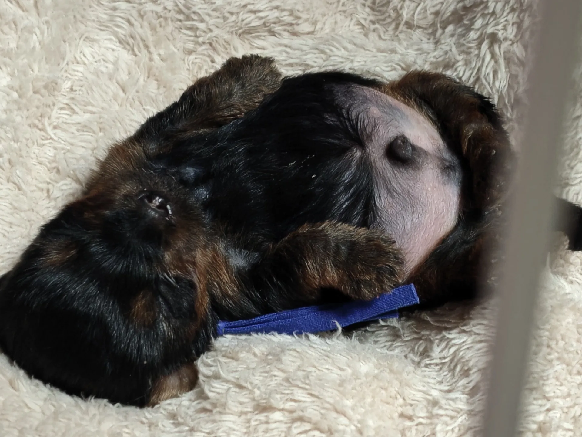 素敵なご家族が決まりました