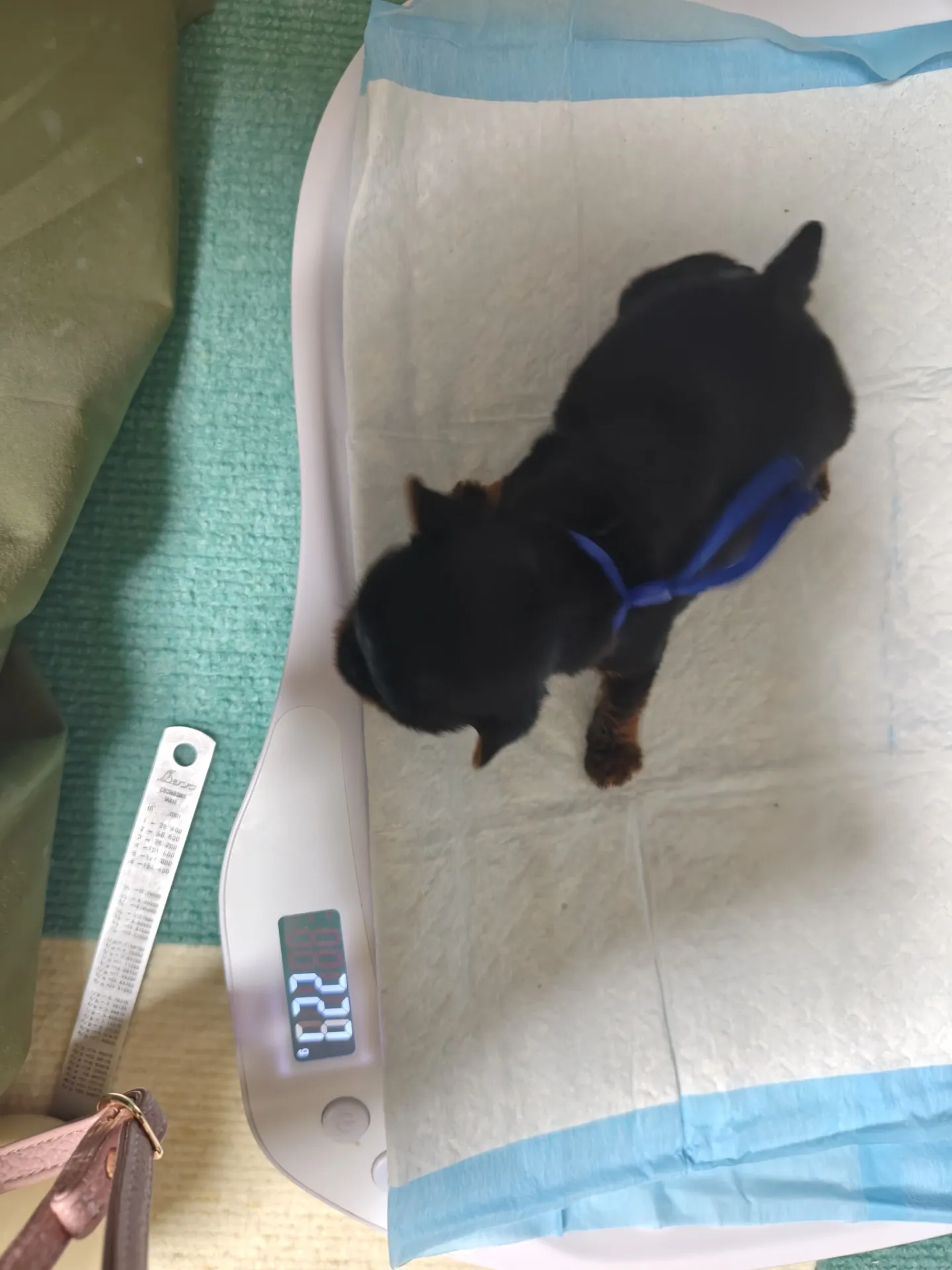 素敵なご家族が決まりました