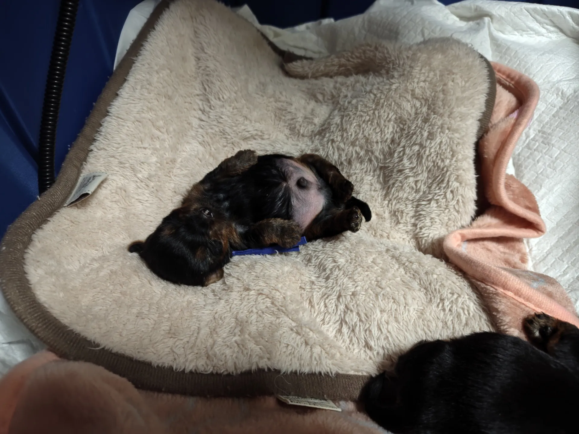 素敵なご家族が決まりました