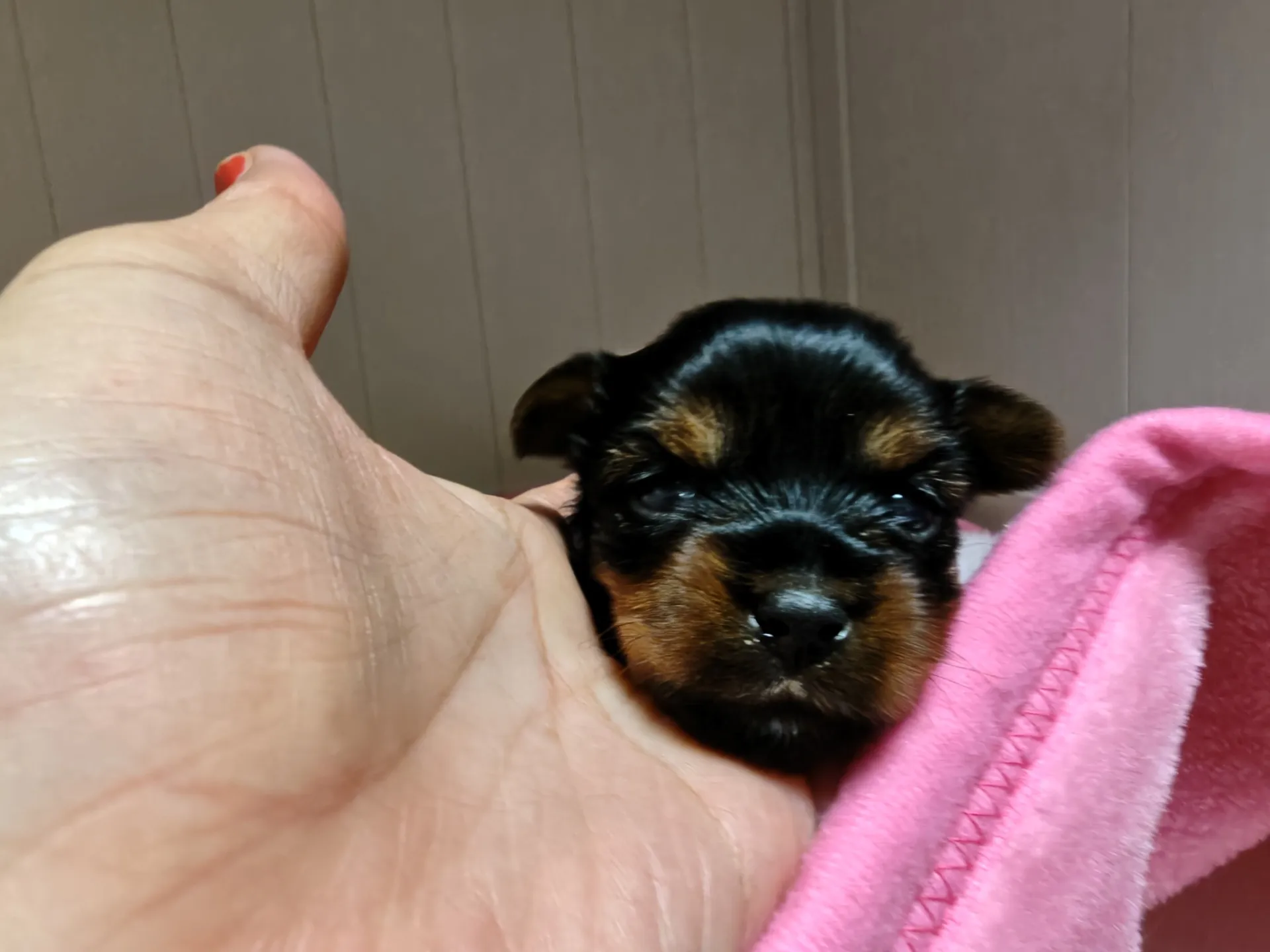 2026.2.24産まれの姫🥰🩷リボン