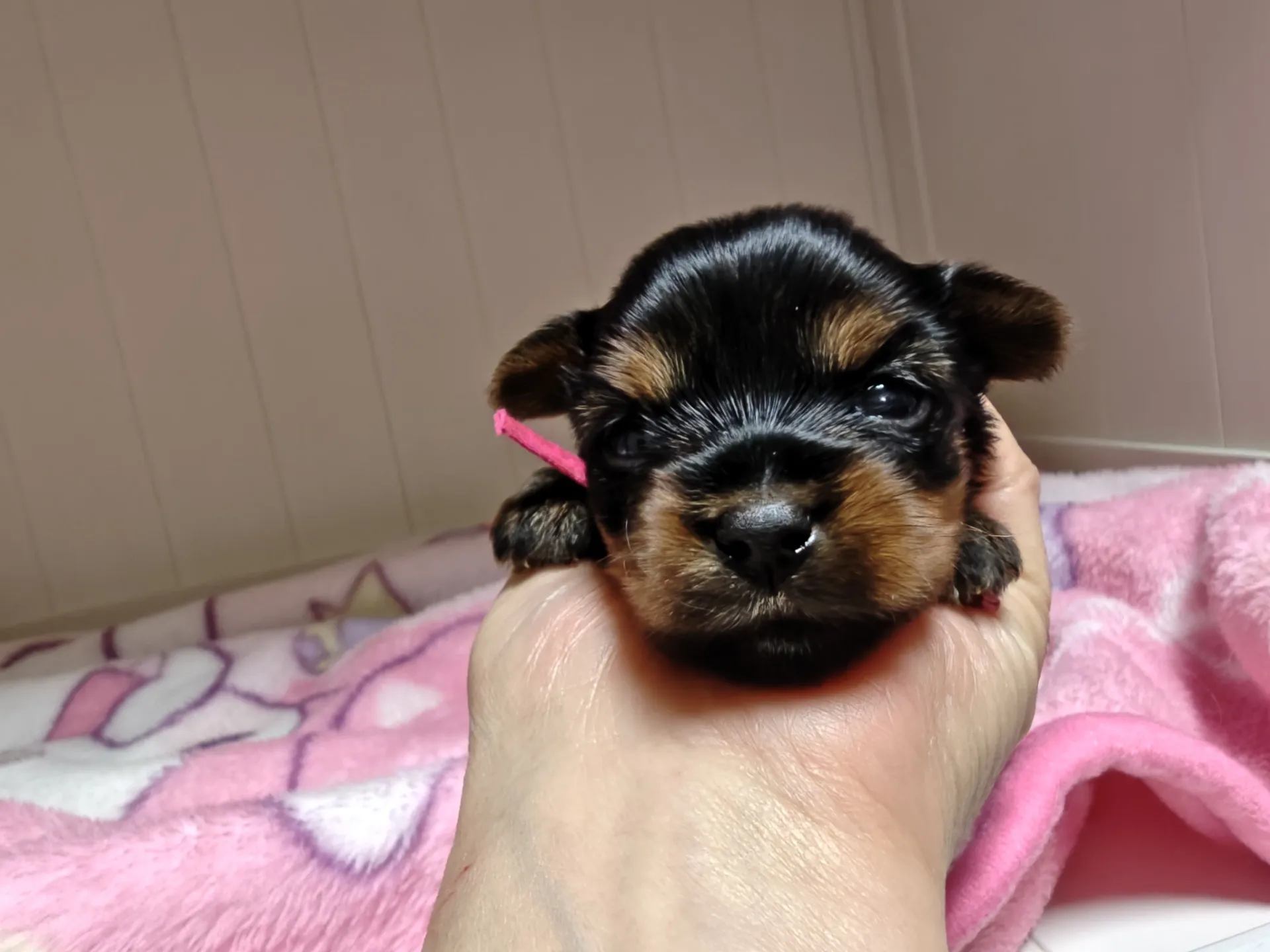 2026.2.24産まれの姫🥰🩷リボン