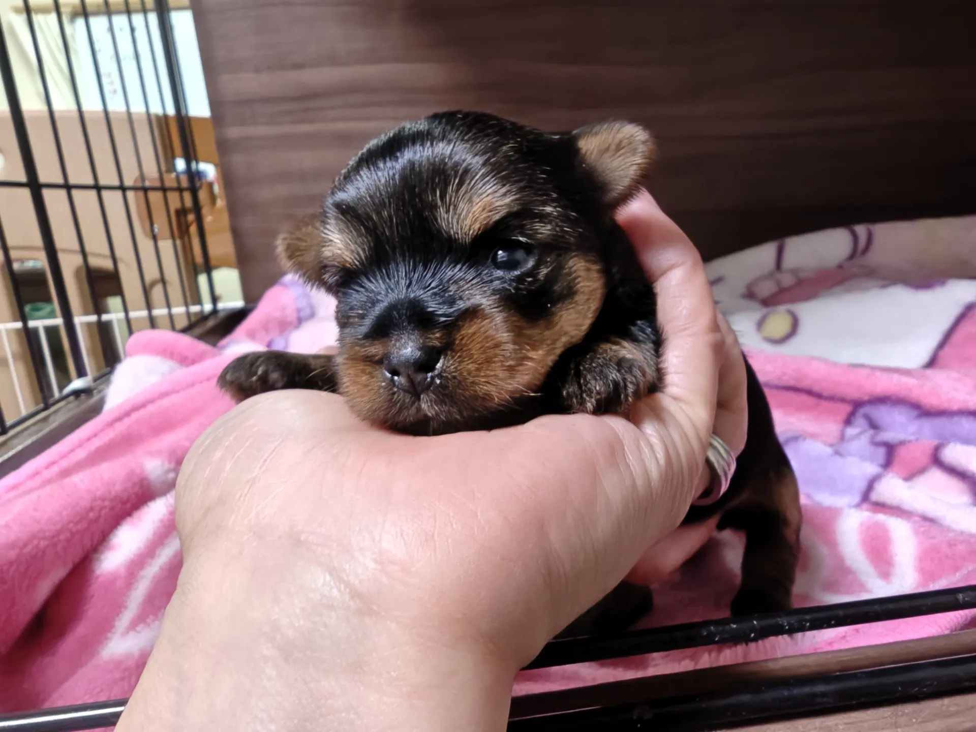 26.5.7産まれの姫ちゃん😊オレンジリボンです