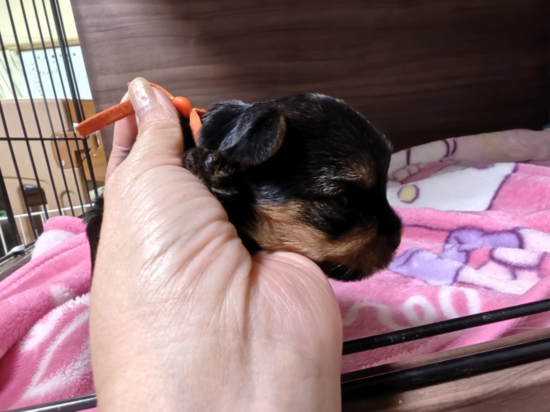 26.5.7産まれの姫ちゃん😊オレンジリボンです