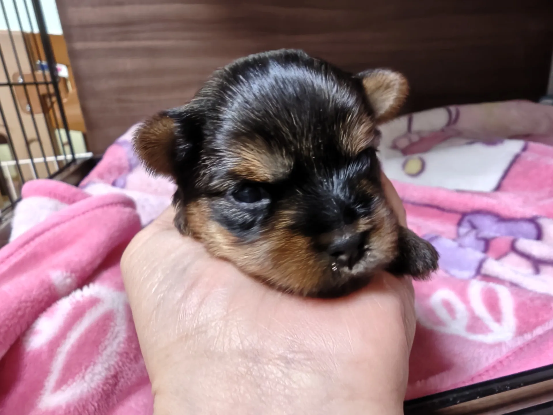 26.5.7産まれの姫ちゃん😊オレンジリボンです