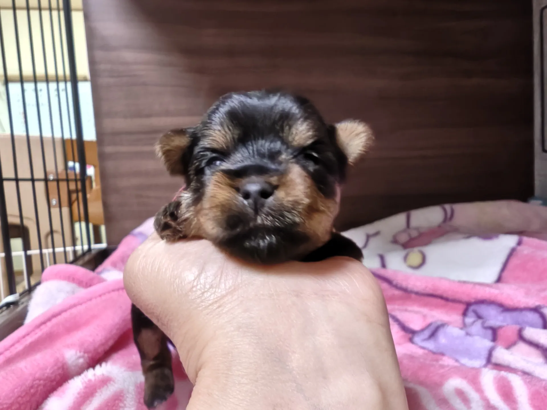 26.5.7産まれの姫ちゃん😊ピンクリボンです