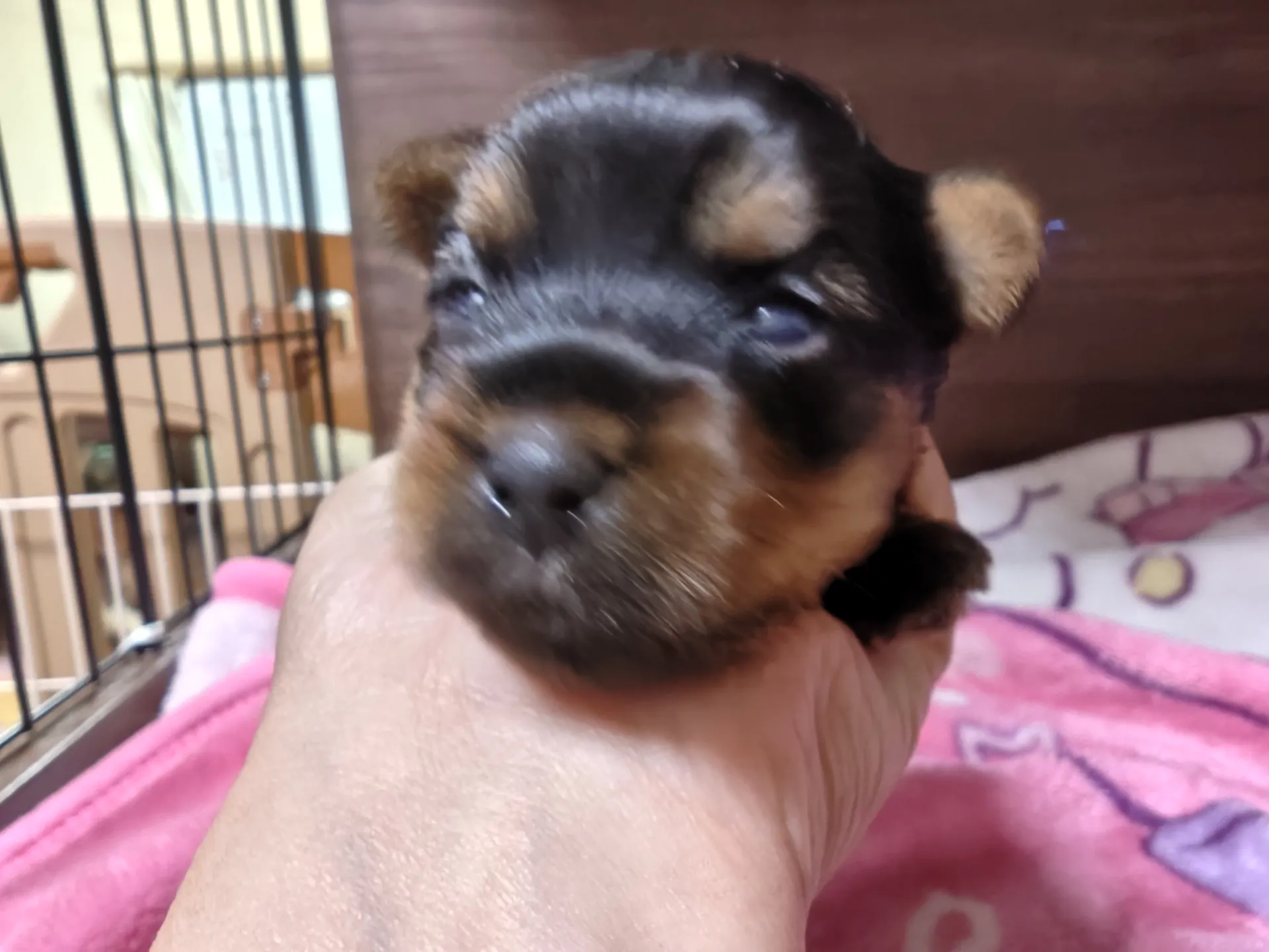 26.5.7産まれの騎士😊
