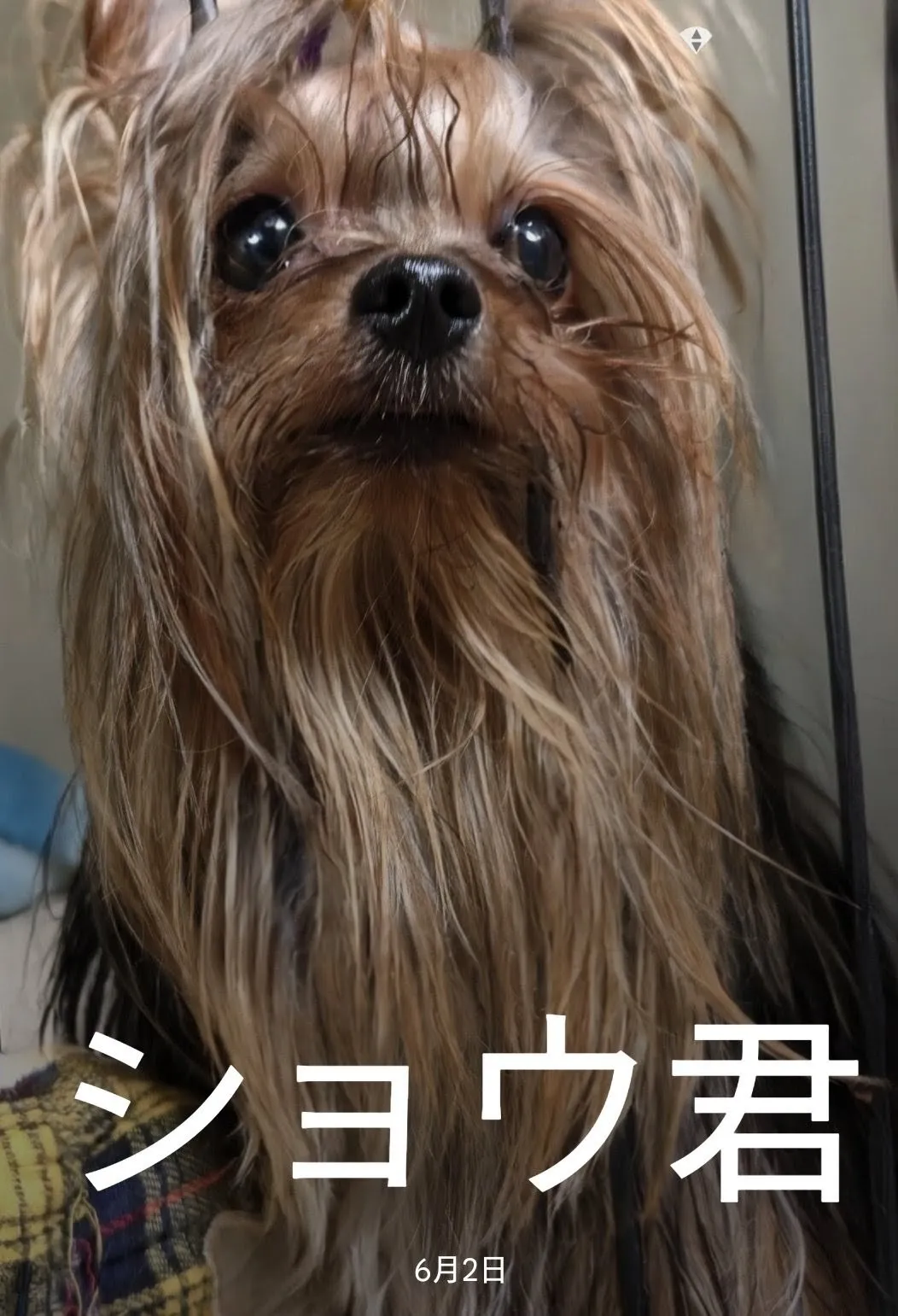 パパ